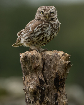 Little owl perched on a weathered wooden post against a soft green background.