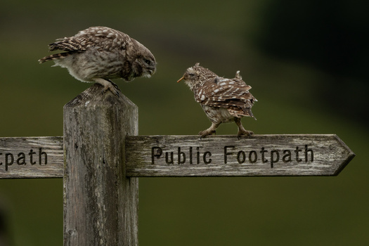 Two young curlews perched on a wooden signpost directional marker