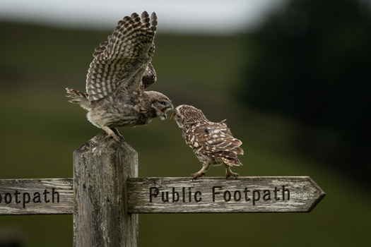 Adult owl landing on wooden signpost beside smaller owlet against blurred green background.