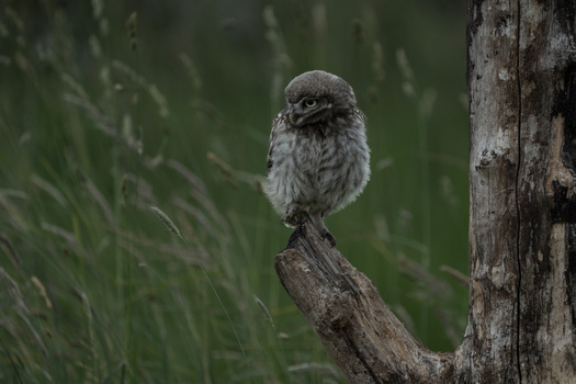 Small owl with gray plumage perched on a weathered branch against blurred green background.