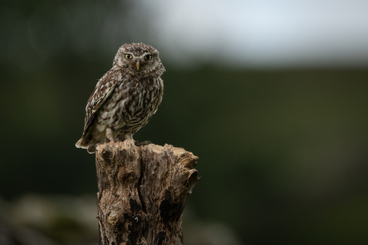 Little owl perched on a weathered wooden post, facing the camera with alert expression.