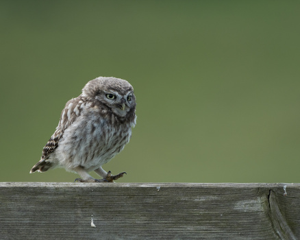 Little owl perched on weathered wooden beam against soft green background.