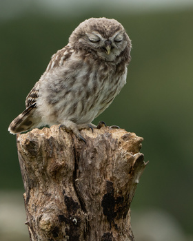 Little owl perched on a weathered wooden post, gazing downward with alert expression.