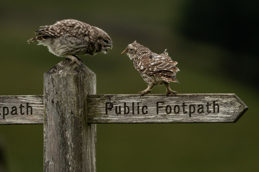 Two small owls perched on a wooden signpost reading 'Public Footpath'.