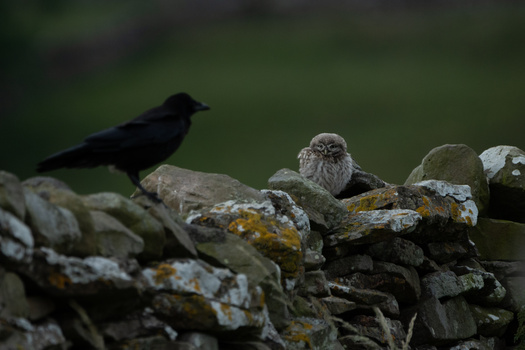 Small bird perched on lichen-covered rocks with a dark silhouetted bird in soft focus behind it.