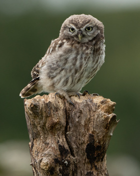 Little owl perched on weathered wooden post, head tilted with alert expression against soft green background.