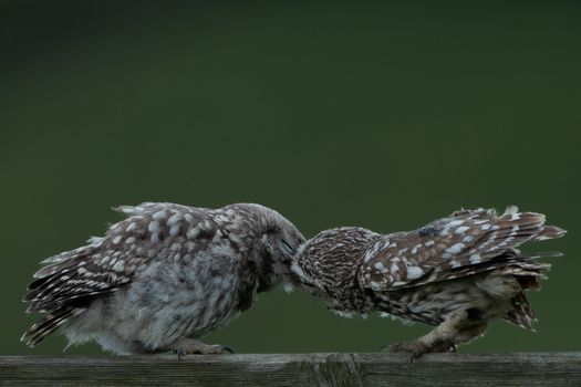 Two little owls touching beaks on a wooden perch against a green background.