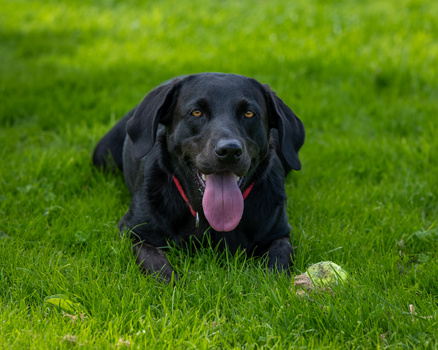 Black Labrador Retriever lying on grass with tongue out, wearing red collar.