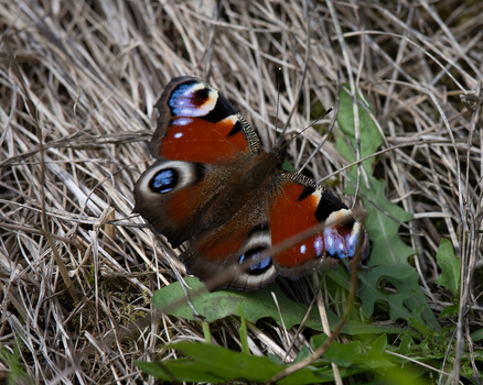 Peacock butterfly with open wings displaying distinctive eyespots, resting on dried grass and green foliage.