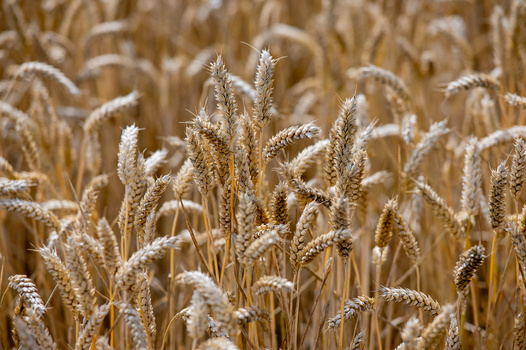 Mature wheat stalks with full grain heads in golden field at harvest time.