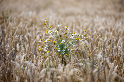 Delicate wildflowers with yellow and white blooms standing amid a mature grain field at harvest time.