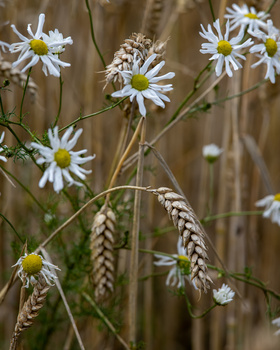 White daisies with yellow centers intermingled with dried grain stalks against a soft brown background.