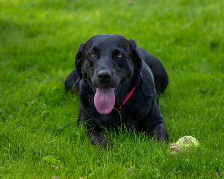 Black Labrador Retriever lying on grass with tongue out and pink collar.
