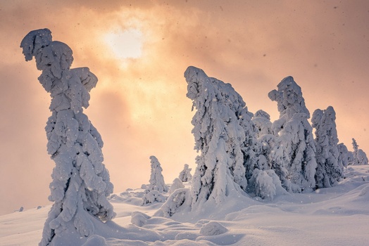 Snow-covered evergreen trees rising from a white landscape beneath a golden sunrise sky.