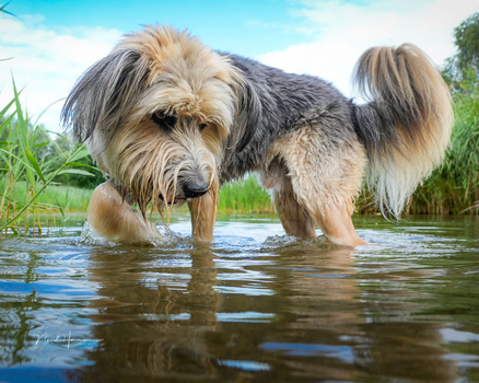 Shaggy-haired dog standing in shallow water with legs submerged, facing camera.