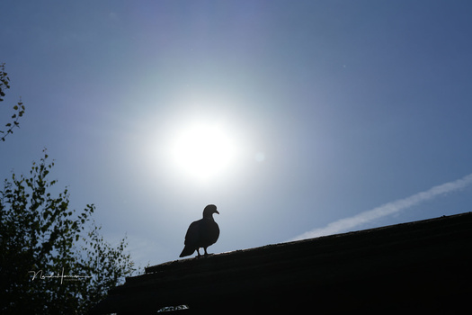 Silhouetted waterfowl perched on a roofline against bright sunlight and blue sky.