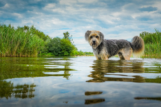 Shaggy dog standing in shallow water surrounded by reeds under a blue sky.