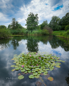 Lily pads floating on still water with trees reflected in the calm surface under a partly cloudy sky.