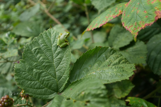 Close-up of textured green leaves with visible veining and slight reddish discoloration on edges.