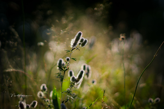 Close-up of fuzzy seedpods on a plant stem with soft bokeh background.