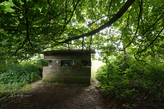 Brick structure surrounded by dense green foliage and overhead branches in dappled woodland light.