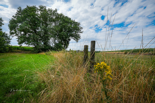 Wooden fence posts with wild grasses and yellow flowers along a green pasture under partly cloudy sky.