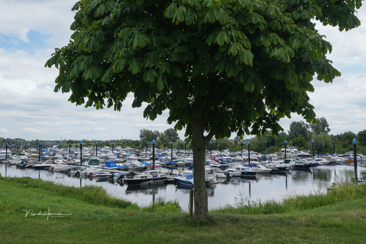 Large tree with dense green foliage framing a marina full of moored boats and calm water.