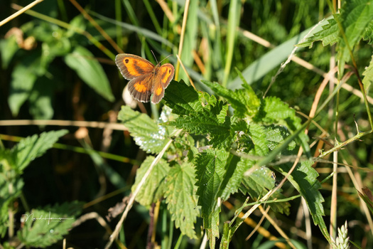 Orange and brown butterfly perched on green nettle leaves with water droplets.