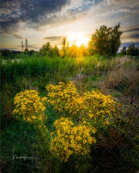 Golden wildflowers in the foreground with green meadow and trees backlit by sunset sky.