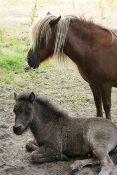 Adult horse with light-colored mane standing behind a younger foal lying on dirt ground.