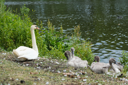 Adult mute swan and three young cygnets resting on a gravel bank beside water vegetation.