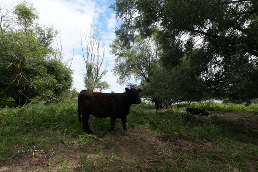 Black cattle grazing in a pasture with trees and cloudy sky in background.