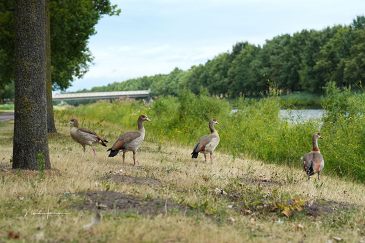 A small flock of geese walking on dry grass near a large tree, with a river and tree line visible in the background.