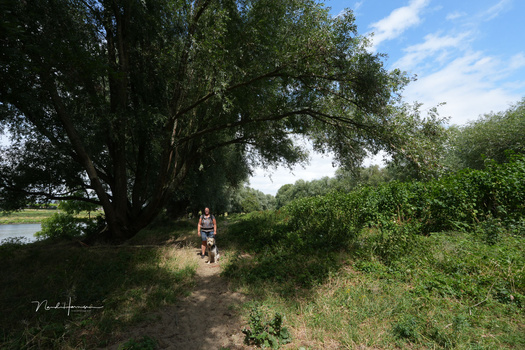 Woman jogging on a dirt path beneath a large mature tree alongside a waterway.