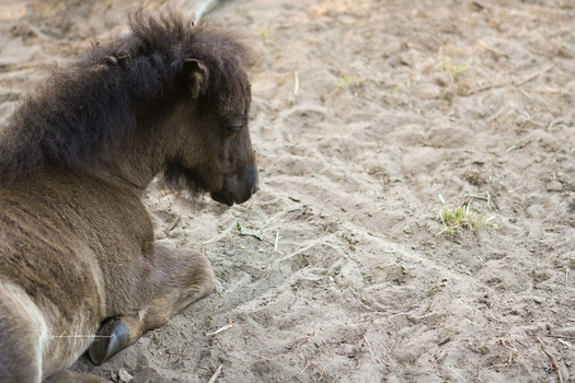 Goat with dark brown and white coloring standing on sandy ground, shown in profile.