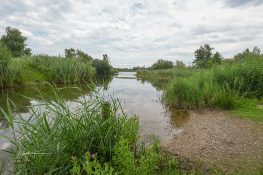 Calm waterway lined with dense reeds and vegetation under a partly cloudy sky.