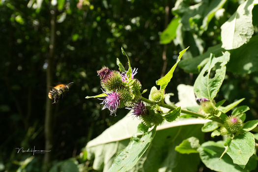 Bee approaching purple thistle flowers with blurred green foliage background.
