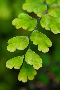 Bright green fern fronds with delicate leaflets arranged along slender stems against a soft, blurred green background.