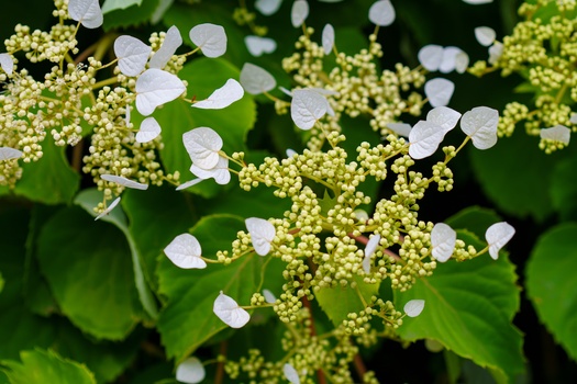 Delicate white lacecap hydrangea flowers with tiny yellow buds and broad green foliage.