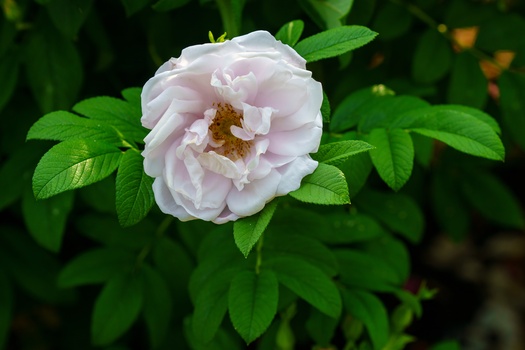 Pale pink peony flower with layered petals and golden stamens surrounded by vibrant green foliage.