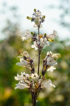 Delicate white and pale pink flowers arranged vertically along a thin stem with dark nodes and green foliage.