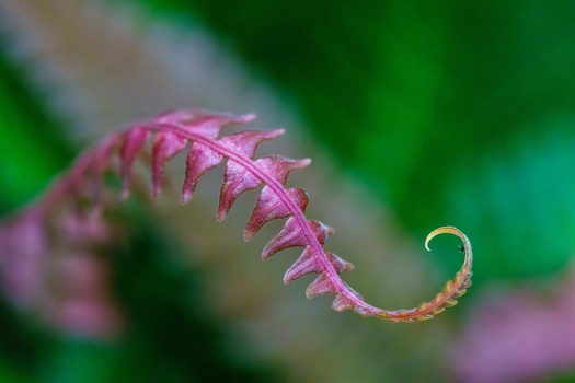 Curled fern frond with pink and purple coloring against a blurred green background.