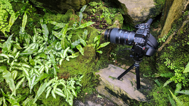 Professional camera on tripod positioned among lush green moss and foliage in a forest setting.