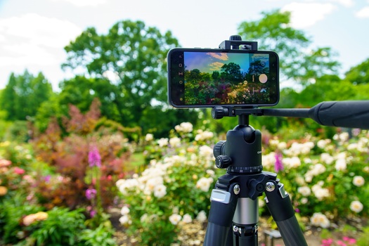 Smartphone mounted on tripod capturing a blooming flower garden on its screen.