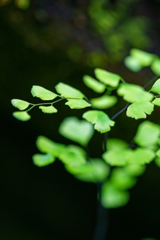 Close-up of delicate green foliage with shallow depth of field and blurred background.