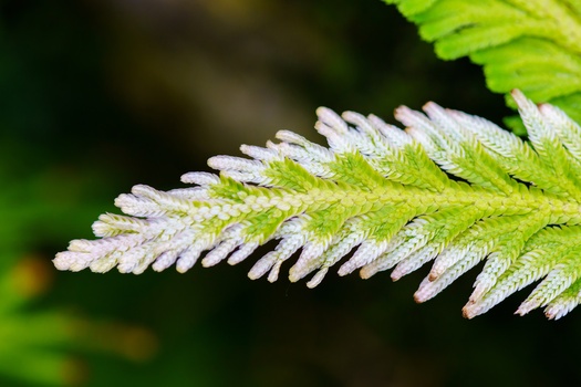 Close-up of a fern frond with delicate, pale green leaflets arranged in a feathery pattern.