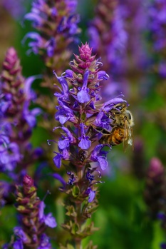 Honeybee collecting pollen from purple spike flowers in shallow focus photography.