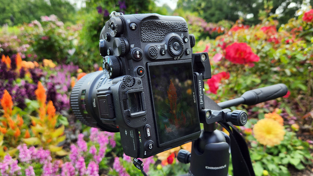 Professional video camera mounted on tripod in blooming flower garden with colorful dahlias and mixed plantings.