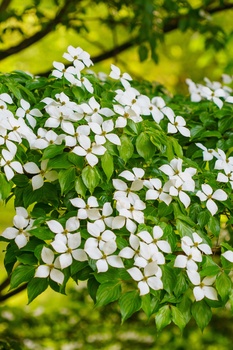 Clusters of small white flowers with bright green foliage in soft, natural daylight.