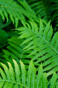 Layered fern fronds with fine, delicate leaflets in vibrant green tones.